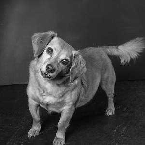 Fundraising Page: Louie Conat